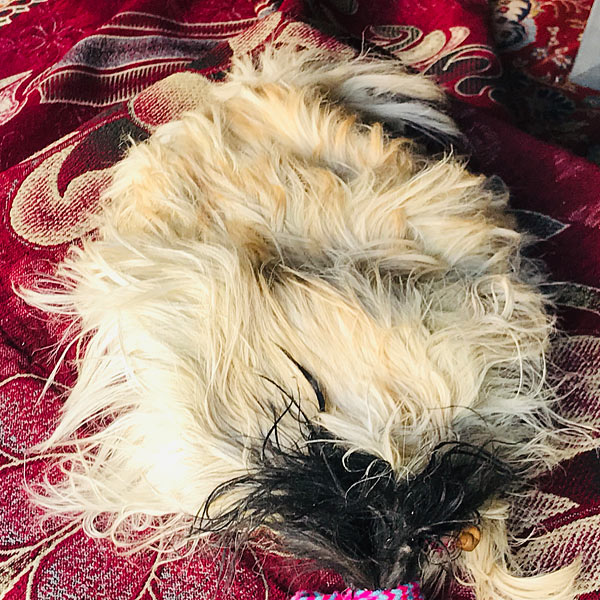 مشک روغن حیوانی